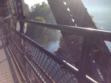 As I crossed the Potomac in the morning to return to the towpath, the low sunlight lit up countless spider webs on the railroad bridge.