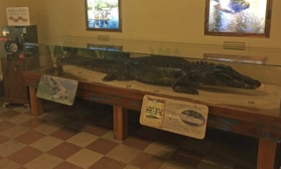 The body of "Old Joe" is preserved in the lobby. The 11-foot alligator was a popular sight at the spring for decades. Although he never harmed anyone, an unknown person killed him in 1966.