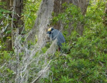 This yellow-crowned night heron seemed unperturbed by us passing by a few yards away.